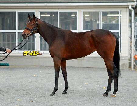 マーゴットラヴミー　評価Ｂ