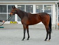 マーゴットラヴミー