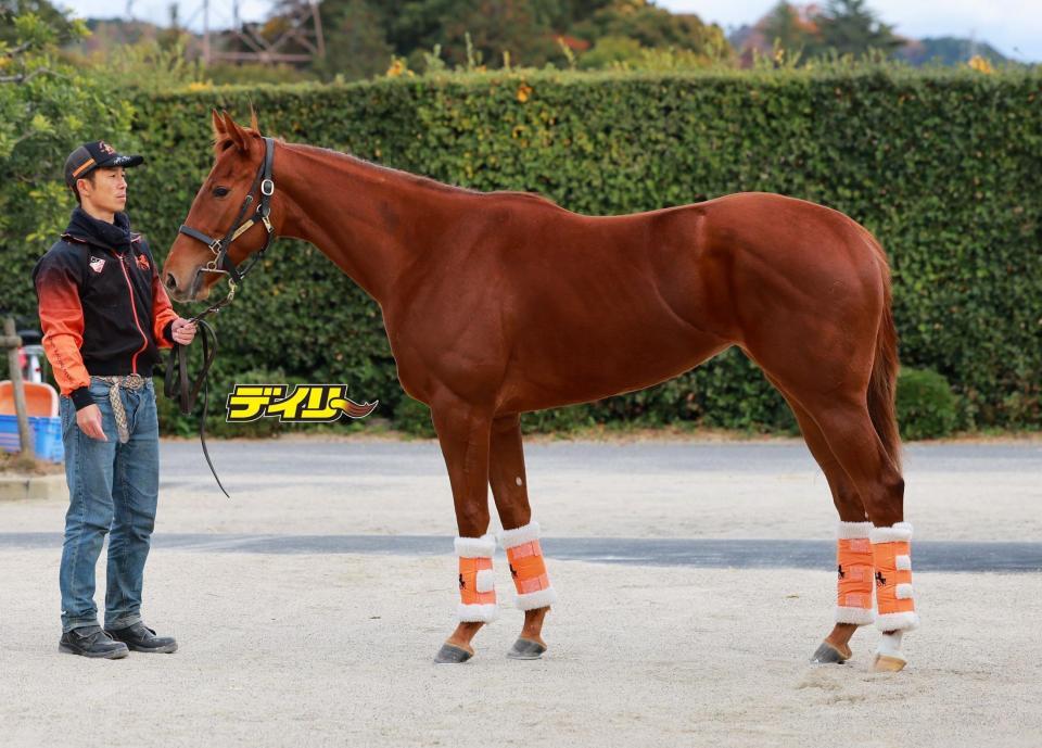 スターアニス　評価Ｓ