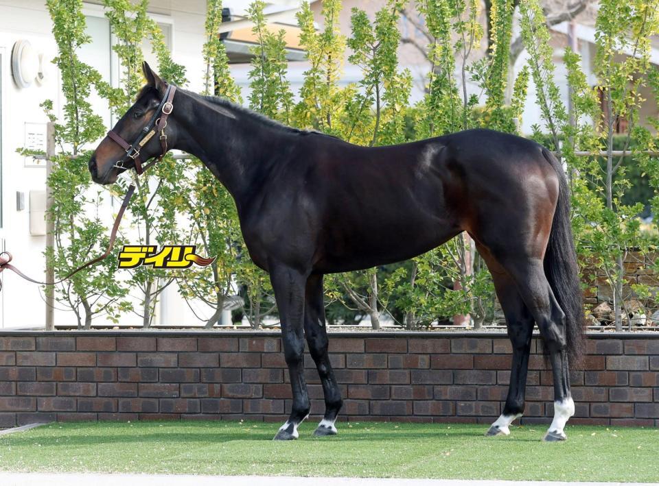 アランカール　評価Ａ