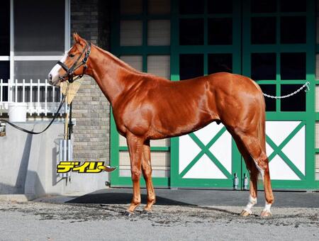 ダイヤモンドノット　評価Ａ