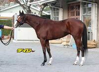 アドマイヤクワッズ