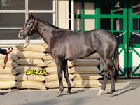 コルテオソレイユ