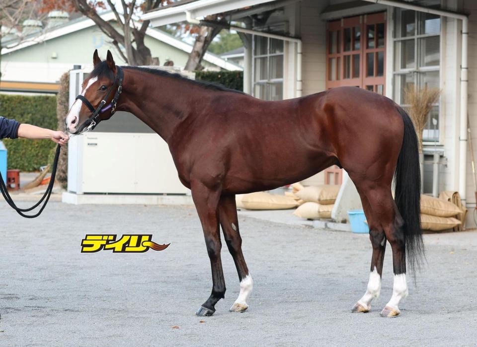 アドマイヤクワッズ　評価Ａ