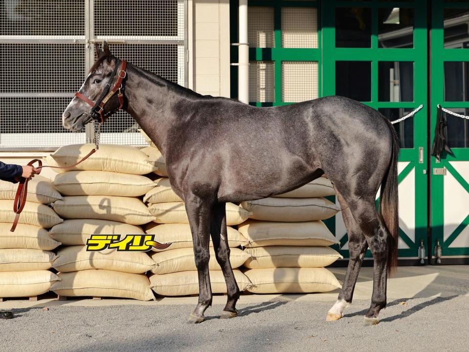 コルテオソレイユ　評価Ｂ
