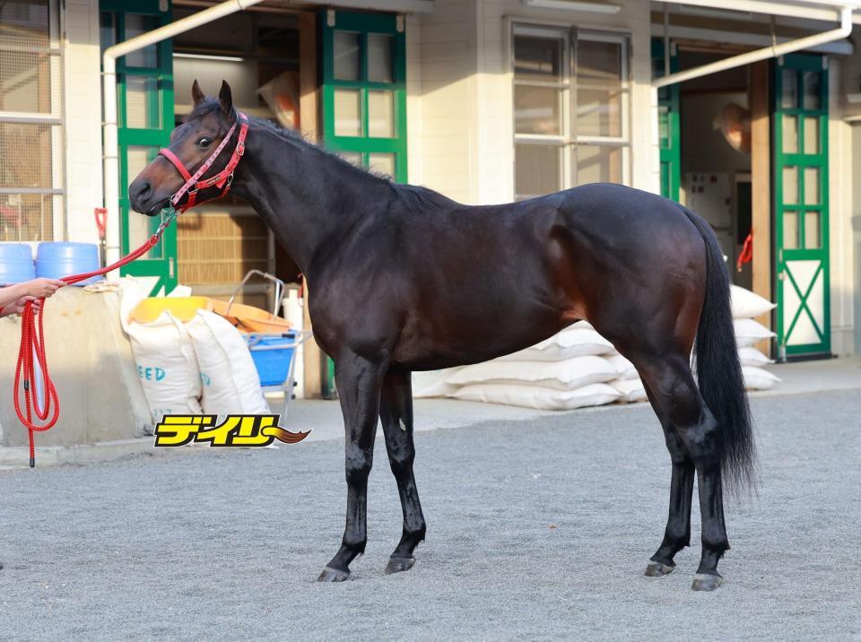 タガノアラリア　評価Ｂ