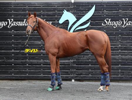 ダノンデサイル　評価Ａ