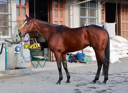 メイショウタバル　評価Ｂ