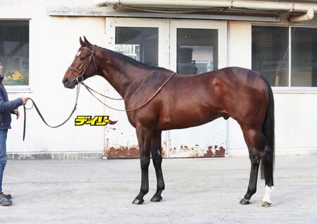 タスティエーラ　評価Ｂ