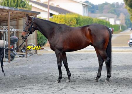 ミステリーウェイ　評価Ｃ