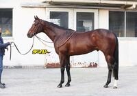 タスティエーラ