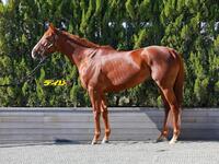 サンライズアース