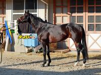 シュヴァリエローズ