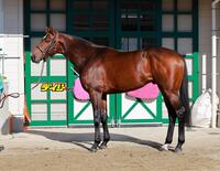 サンライズジパング