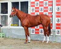 シンエンペラー