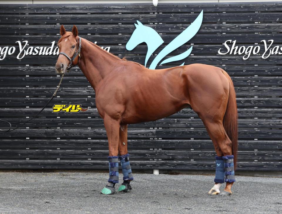 ダノンデサイル　評価Ａ