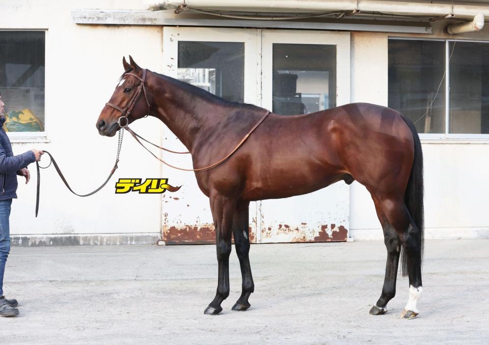 タスティエーラ　評価Ｂ