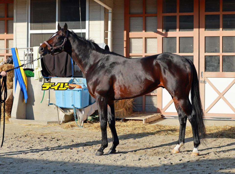 シュヴァリエローズ　評価Ｃ