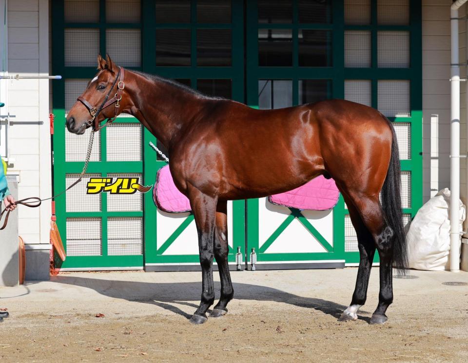 サンライズジパング　評価Ｃ