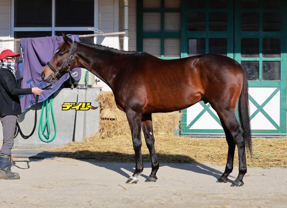 マイネルエンペラー　評価Ｃ