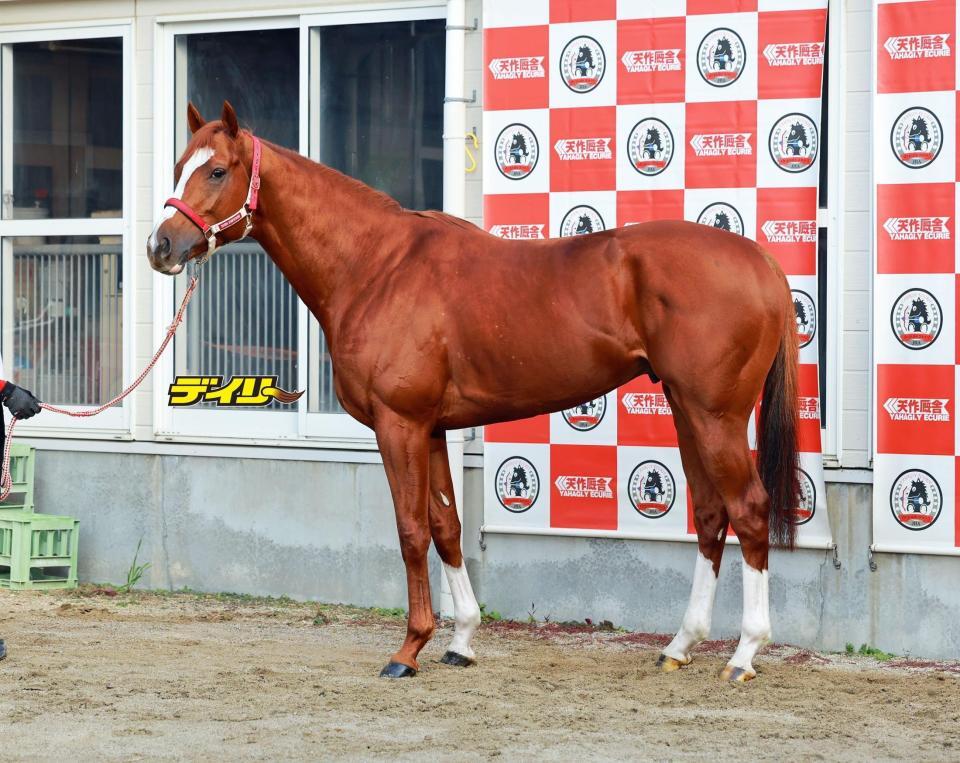 シンエンペラー　評価Ｂ