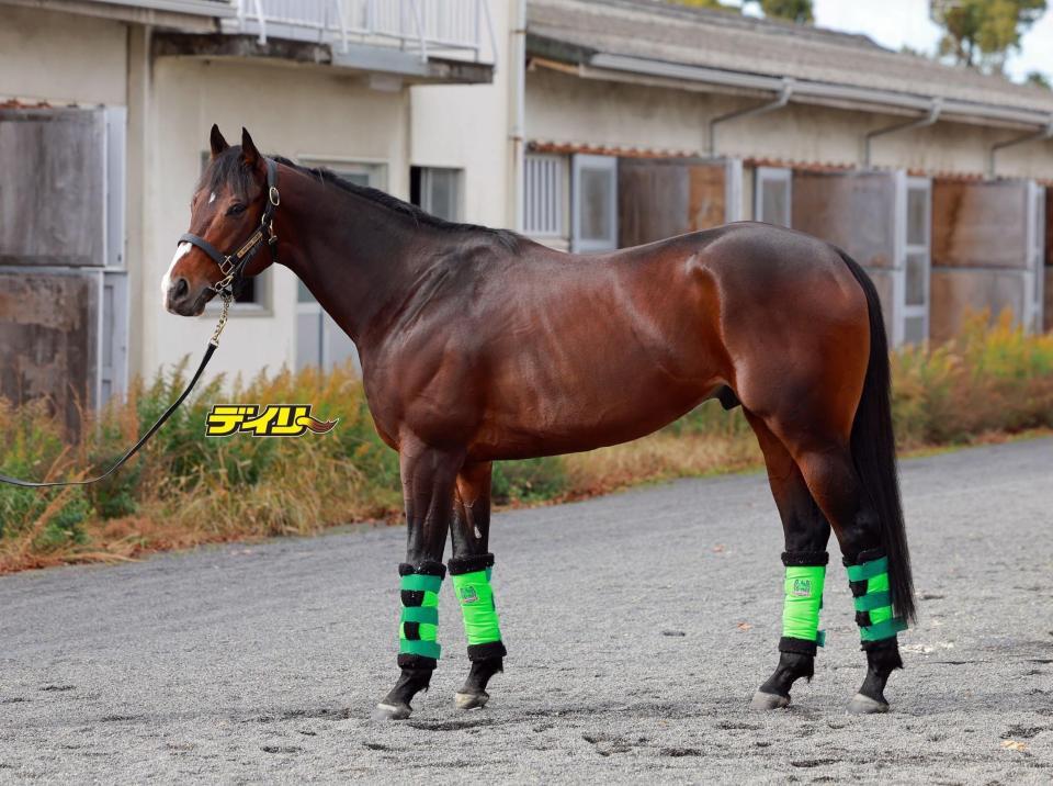 エルトンバローズ　評価Ｃ