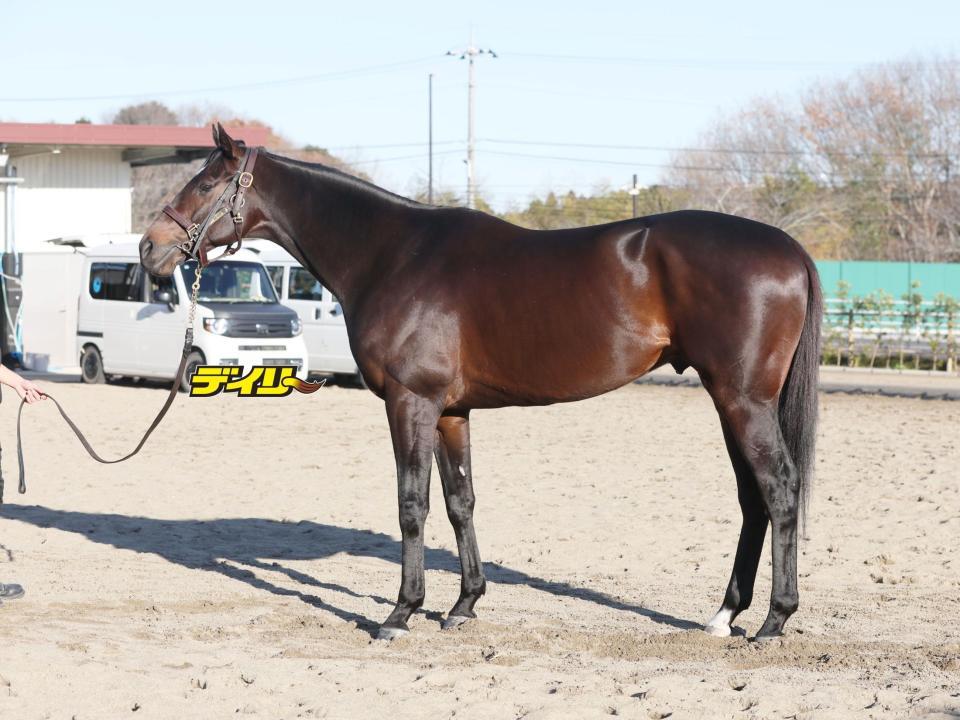 コスモキュランダ　評価Ｃ