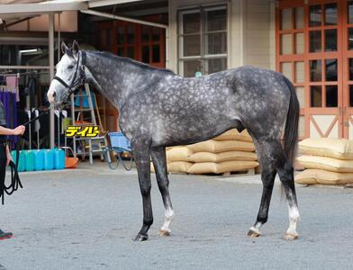 アドマイヤテラ