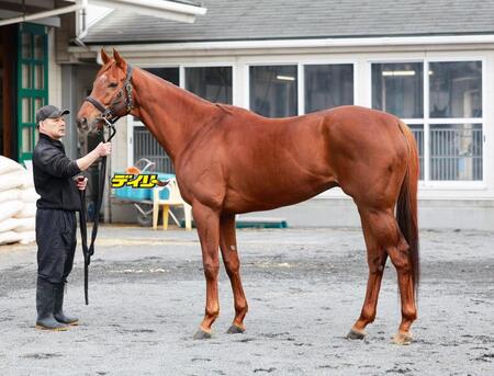 サイモンザナドゥ　評価Ｂ