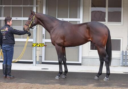 ウィルソンテソーロ　評価Ａ