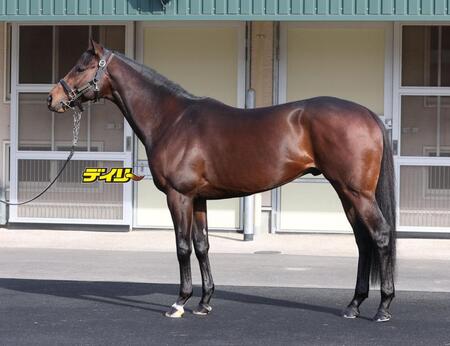 ペリエール　評価Ｂ