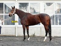 ダブルハートボンド