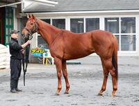 サイモンザナドゥ