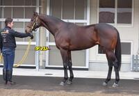 ウィルソンテソーロ