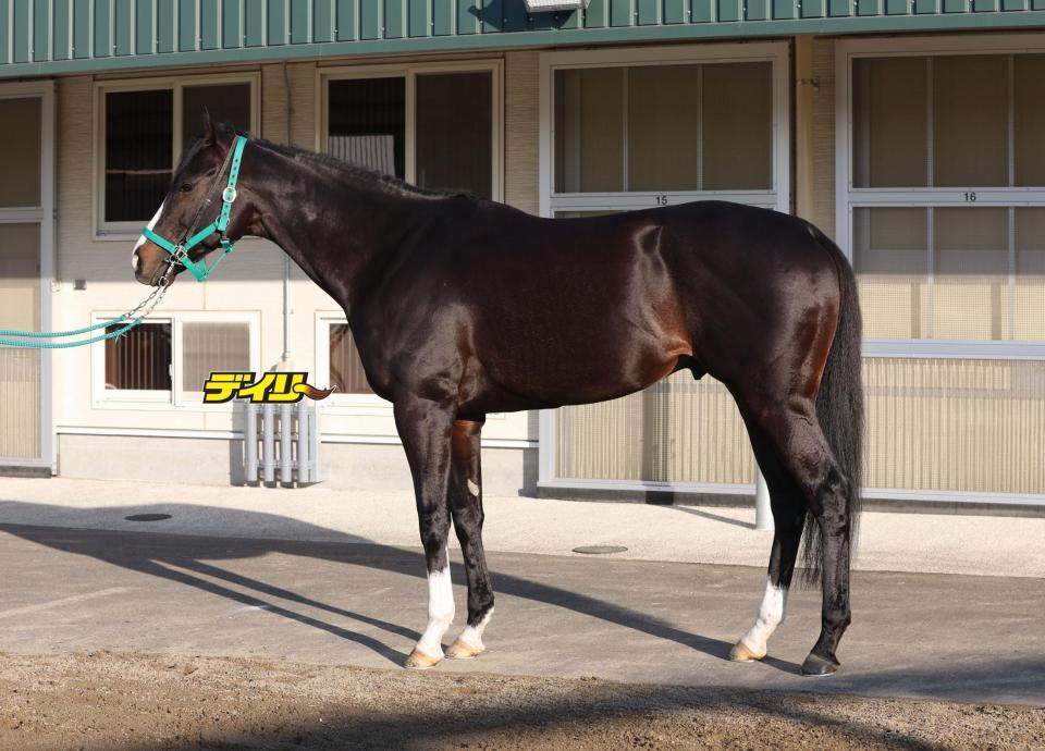 ブライアンセンス　評価Ｃ