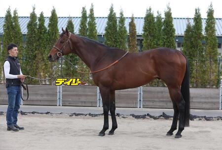 サトノレーヴ　評価Ｂ