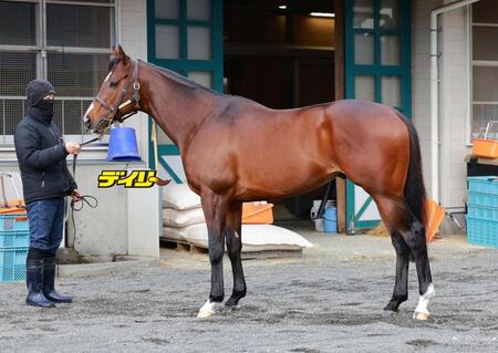 パンジャタワー　評価Ｂ