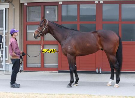 インビンシブルパパ　評価Ｂ