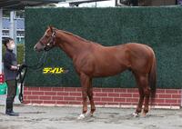 ウインカーネリアン