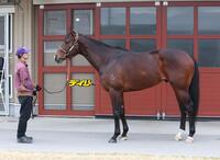 インビンシブルパパ