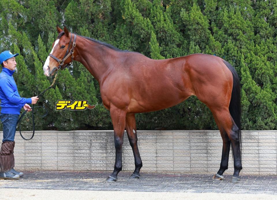 ママコチャ　評価Ｂ