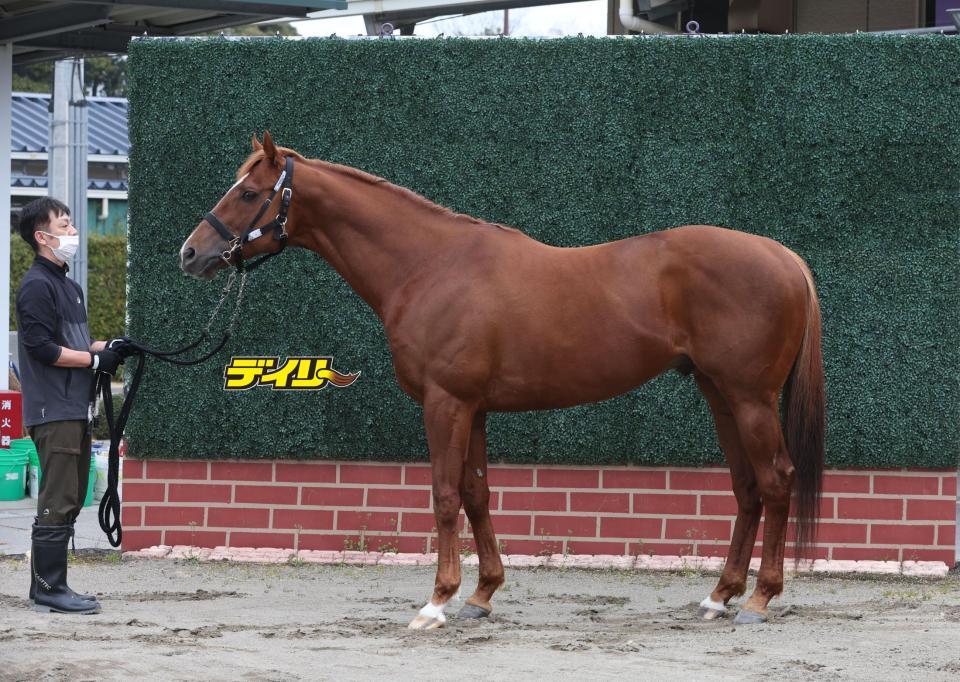 ウインカーネリアン　評価Ｂ