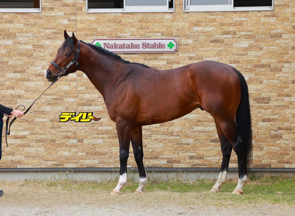 レイピア　評価Ａ