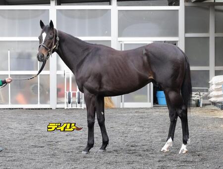 セイウンハーデス　評価Ｃ