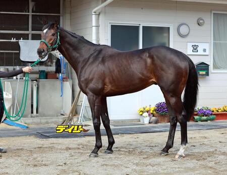 タガノデュード　評価Ｃ