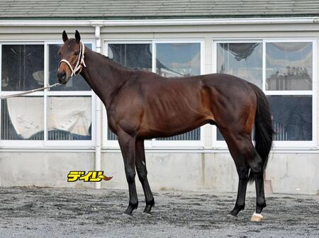 エコロディノス　評価Ｃ