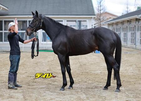 マテンロウレオ　評価Ｂ