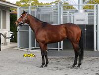 メイショウタバル