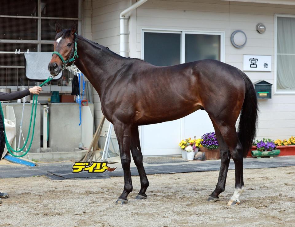 タガノデュード　評価Ｃ