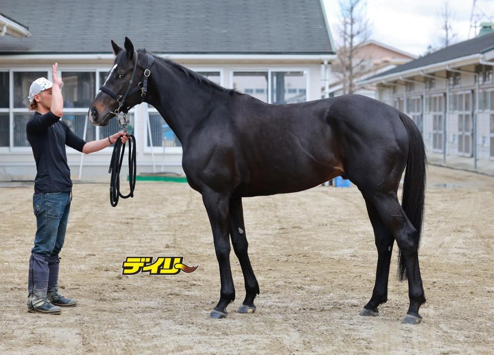 マテンロウレオ　評価Ｂ